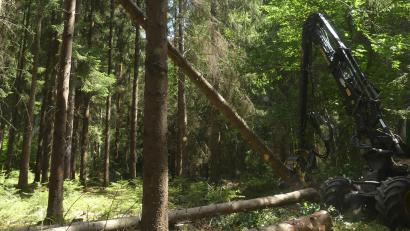 Bild: rn
Der Harvester entnimmt käfergeschädigte Bäume: Auch im Eschenbacher Stadtwald leiden viele Bäume unter der Trockenperiode und Käferbefall.