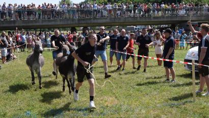 Bild: bö
Beim Formel-I-Eselrennen zum Marktfest in Schmidmühlen musste am Ende mancher Treiber seinem Esel noch nachlaufen, obwohl es beim Start wesentlich gemütlicher ausgesehen hatte.