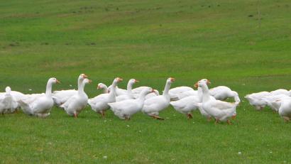 Symbolbild: dob
In Oberfranken sind mehrere Gänse enthauptet worden.
