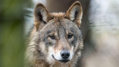Bild: picture alliance / Bernd Thissen/dpa/Illustration
ILLUSTRATION - Ein Wolf, aufgenommin einem Gehege des Biotopwildpark Anholter Schweiz in Isselburg (Nordrhein-Westfalen).