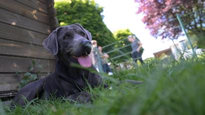 Bild: Sebastian Gollnow
Während Tierbesitzer sich im Urlaub erholen, sollen sich auch ihre Vierbeiner wohlfühlen. Betreuungsplätze in Hunde- und Katzenpensionen sind aktuell Mangelware.