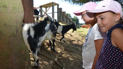 Bild: dob
Neugierig gucken die Afrikanischen Zwergziegen auf die Besucher.