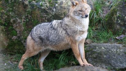 Bild: Felix Böcker/dpa
Ein Goldschakal steht im Gehege des Zoos Rheine.