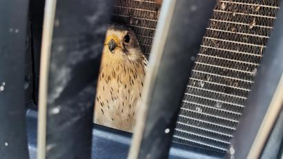 Bild: Polizei Weiden/exb
Der Falke lugt hinter den Gitterstäben des Kühlergrills hervor.