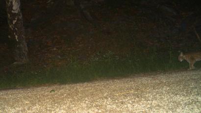 Bild: LfU und Naturpark Fichtelgebirge
Ein Jungluchs im Fichtelgebirge.