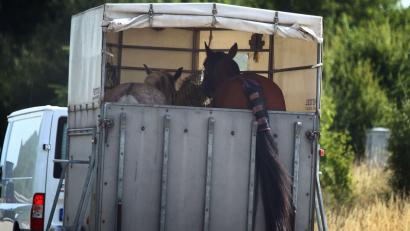 Symbolbild: Karl-Josef Hildenbrand / dpa
Ein verängstigtes Pferd hat zeitweise zu einer Vollsperrung der Autobahn 6 bei Schwabach geführt.
