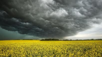 Symbolbild: Jeff Mcintosh
Dunkle Gewitterwolken ziehen über einem Rapsfeld auf.
