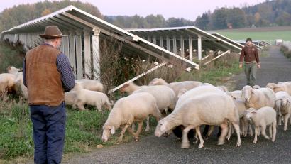 Archivbild: nm
Die „Solarschafe“ ergriffen 2011 schnell Besitz vom neuen Futterplatz. Zwischen den langen Reihen mit den Photovoltaikmodulen finden sie heute noch allerlei Leckerbissen.