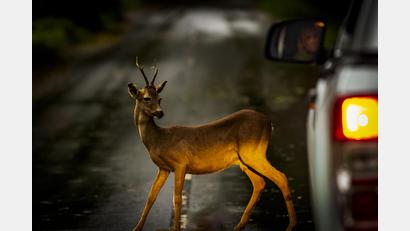 Symbolbild: Thorsen Mohr
Das Reh überlebte den Zusammenstoß mit dem Krad nicht.