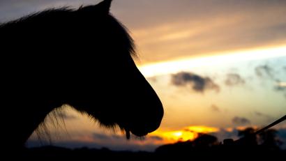 Bild: Hauke-Christian Dittrich
Mit einer Kopfbewegung hat ein Pferd eine Frau so unglücklich am Hals getroffen, dass die Frau dabei tödliche Verletzungen davontrug.