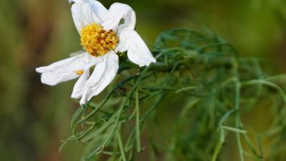 Bild: bkr
Viele Blumen lassen ihre Köpfe hängen, die Blütenblätter welken, weil Wasser fehlt. Zumindest in den Gärten könnten Zisternen helfen, die Trockenheit besser zu überstehen. Die Prognosen für künftige Jahre verkünden aufgrund des Klimawandels nichts Gutes.