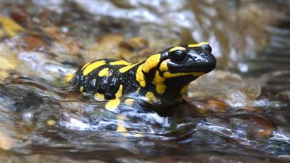 Bild: Norbert Vetter
Ein Feuersalamander braucht zum Überleben kleine Bäche.