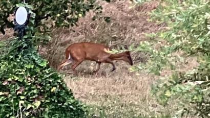 Bild: Polizeiinspektion Amberg
Dieser Muntjak trieb sich im Garten eines Kastlers herum.