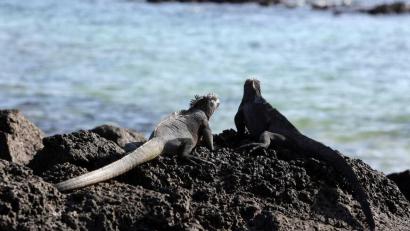 Bild: Presidencia Ecuador/dpa
Galapagos Leguane galten vor einem Jahrhundert noch als ausgestorben. Jetzt verbreiten sich die Tiere wieder auf natürliche Weise. Eine von vielen guten Nachrichten, die in dieser Welt passieren. Diese Schlagzeilen geben Lucia Brunner in ihrem OTon wieder Mut zur Hoffnung.