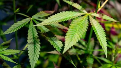 Symbolbild: Fabian Sommer/dpa
Ein Landwirt hat mehrere Cannabispflanzen in seinem Maisfeld in Auerbach gefunden.