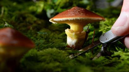 Bild: picture alliance / dpa
Pilze in Bayern sind auch Jahrzehnte nach der Tschernobyl-Katastrophe zum Teil noch mit radioaktivem Cäsium belastet.