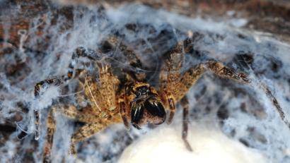 Bild: Fritz Geller-Grimm - Eigenes Werk, CC BY-SA 4.0, https://commons.wikimedia.org/w/index.php?curid=82028750
Weibliche Nosferatu-Spinne mit Kokon beim Drohen.