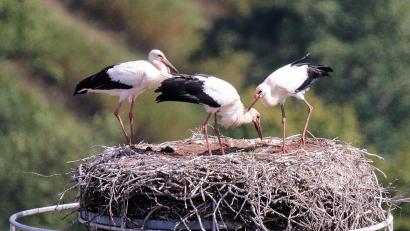 Bild: bey
Die drei Jungstörche im Pleysteiner Horst kommen langsam in die Selbständigkeit und werden gemeinsam mit anderen Störchen, aber nicht mit ihren "Eltern", den Weg in Richtung Winterquartier nehmen.