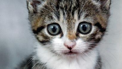 Symbolbild: Axel Heimken/dpa
Eine Frau aus Niederbayern ist in den Urlaub geflogen und hat ihre Katze tagelang allein in der Wohnung zurückgelassen.