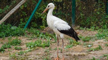 Bild: LBV Regenstauf/exb
Der von seinen Geschwistern im Horst in Weiden schwer verletzte Storch hat sich in Vogel- und Umweltstation Regenstauf prächtig entwickelt und soll jetzt ausgewildert werden.