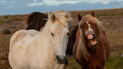 Bild: Josef Schell/exb
Josef Schell bereiste Island und brachte tolle Aufnahmen mit.