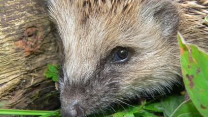 Bild: Norbert Vetter
Mindestens 600 Gramm muss ein junger Igel im Herbst auf die Waage bringen, damit er eine reelle Chance hat, den Winter zu überstehen.