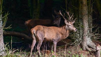 Archivbild: Siegfried Steinkohl
Platzhirsch Max ist aus dem Wildgehege im Steinwald ausgebüxt. Die Jäger im Naturpark haben vereinbart, ihn nicht abzuschießen.