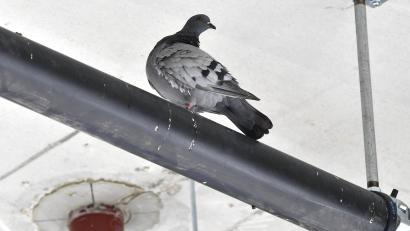 Bild: Petra Hartl
Wo eine Taube sitzt, sind ihre Ausscheidungen nicht weit – so wie auf diesem noch ungeschützten Rohr im Parkdeck der Oberpfalz-Arkaden. Damit es dem noch nicht mal voll fertiggestellten Einkaufszentrum nicht genauso geht wie seinem Vorgängerbau, sind Experten einer Fachfirma gerade dabei, Tauben zu „vergrämen“, indem ihnen durch Netze und sogenannte Spikes (spitze Eisenstäbe) das Anfliegen und Sitzen unmöglich gemacht wird. Ob das dauerhaft hilft, ist unklar.