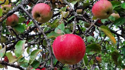 Bild: ise
Noch hängen sie am Baum, aber die Apfelernte ist gut und damit hat auch die Obstpresse in Steinach heuer bestimmt viel zu tun. Am Samstag, 3. September, geht es dort bei Leuchtenberg ans Werk.