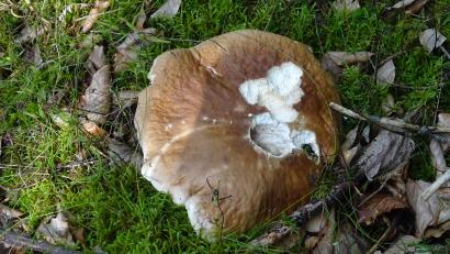 Bild: Houschka
Zwischen Moos, trockenen Ästen und alten Blättern zu stattlicher Größe gewachsen, von Schnecken angeknabbert: Der erste Steinpilz des Jahrgangs 2022. Von ihm geht das Signal aus, dass es demnächst trotz Trockenheit doch noch Schwammerl geben könnte.