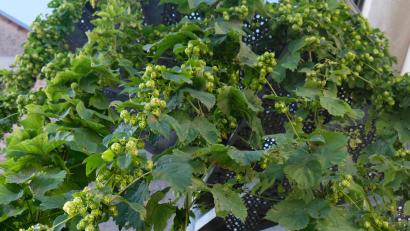 Bild: do
"Hopfen und Malz - Gott erhalt's!", damit zusammen mit Wasser und der Kunst des Brauers ein gutes Bier entsteht.