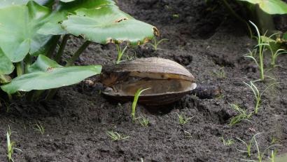 Bild: bkr
Aufgeklaffte Teichmuschel.