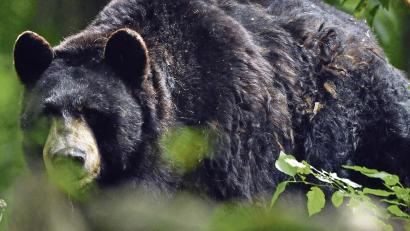 Bild:  Martin Schutt/dpa
Hallo, Bär! Im Alternativen Bärenpark Worbis finden Tiere ein Zuhause, die aus schlechter Haltung gerettet wurden.