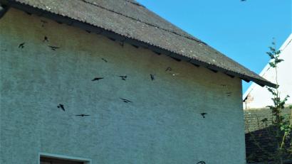 Bild: jml
Die Schwalben verabschieden sich bald aus der Oberpfalz und treten ihre Reise in den Süden an.