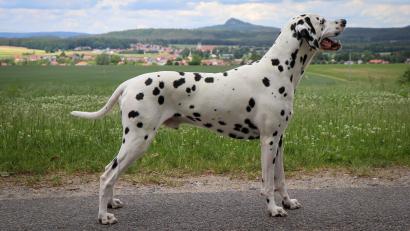 Bild: do
Zu den Schätzen der Ausstellung gehören auch die "Dalmatiner vom Klosterblick".