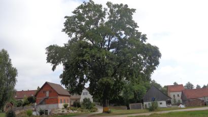 Bild: amö
Die geschädigte Eiche am Orteingang von Obereppenried.