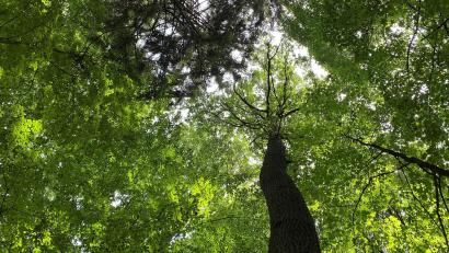 Bild: Petra Hartl
Sattes Grün und Stille: Der Mariahilfberg ist ein Naherholungsgebiet zum Durchatmen und Kraft tanken