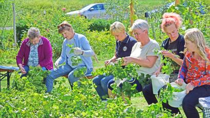 Bild: no
Eine Gruppe von Hopfenzupferinnen beim Abpflücken der Dolden im Illschwanger Hopfengarten.