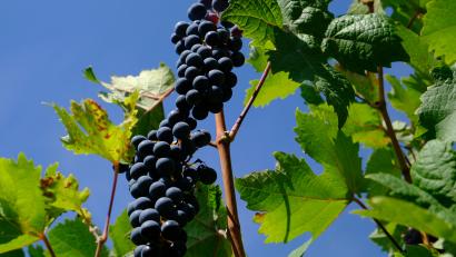 Bild: do
Der Hitzesommer hatte auch Vorteile - die Hobbygärtner erwarten eine üppige Weinlese. Meist dienen die süßen Reben zum sofortigen Verzehr
