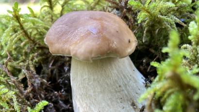 Bild: Norbert Griesbacher
Da freut sich der Pilzsammler - ein perfekter Steinpilz. Der erste der Saison.