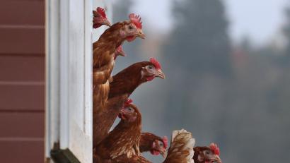 Symbolbild: Karl-Josef Hildenbrand/dpa 
Ein Huhn hat einige Tage lang für Polizeieinsätze auf der A 6 im Gemeindebereich Birgland gesorgt.