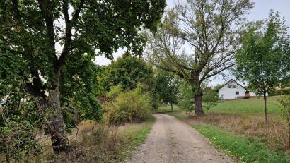 Bild: Dobler
Die alte Ahorn-Allee am Poststeig sucht laut Bürgermeister Peter Neumeier "ihresgleichen". Jetzt sind Pflegemaßnahmen vorgesehen.