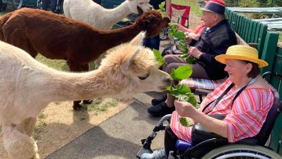 Bild: Zeitler/exb
Für einen Snack sind die Alpakas von Eva und Konrad Zeitler immer zu haben. Die Pleysteiner Senioren helfen bei der Fütterung.