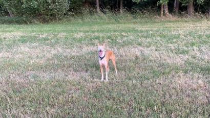 Bild: PI Schwandorf
Die Polizei sucht nach dem Halter eines Hundes, welcher am Dienstagnachmittag in Schwandorf mehrere Rehe gejagt hat.