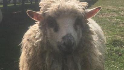 Bild: privat
Schaf "Mimi" lebte bis vor wenigen Tagen auf dem Gelände einer PV-Anlage in Floß in der Nähe der Kläranlage. Ihr Markenzeichen war die besondere Zeichnung im Gesicht.