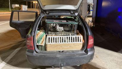 Bild: Verkehrspolizei Weiden/exb
Auffallend viele Tiere hatte ein Autofahrer im Kofferraum, als er auf dem Rastplatz Stocker Holz an der A 6 bei Schmidgaden kontrolliert wurde.