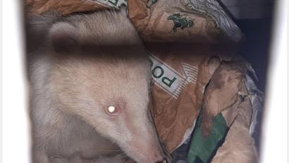 Bild: Deutscher Tierschutzbund, Landesverband Bayern
Illegaler Tiertransport bei Schwandorf 2022 September Deutscher Tierschutzbund, Landesverband Bayern