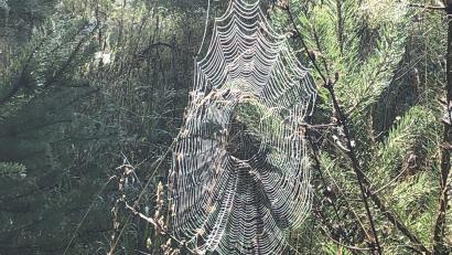 Bild: Andreas Royer
Das Netz einer Kreuzspinne zeichnetb sich durch den Morgentau im Sonnenlicht ab.