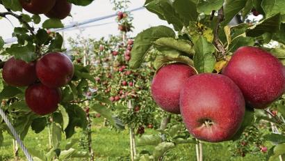 Bild: Verena Wolff/dpa 
Die Äpfel sind reif: Im Frühherbst ist Erntezeit am Bodensee.