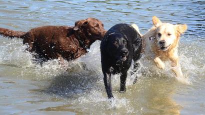 Archivbild: Kunz
Hunde dürfen am Sonntag - wie hier vor zwei Jahren - auch heuer wieder im Schätzlerbad baden und toben.